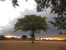 Specimen Oak in Late September