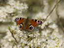 Peacock Butterfly on Blackthorn Blossom