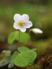 Wood Sorrel
