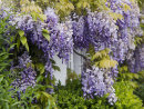 Wisteria Cottage
