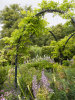 Chenies Manor Garden in the Frame