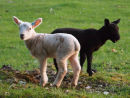 Black and White Lambs