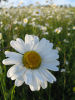 Oxeye Daisies