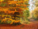 Beech Trees in Autumn