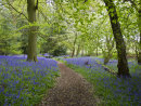 Bluebell Wood with Cherry Blossom Confetti