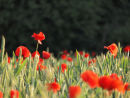 Poppies in Green Corn