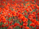 Poppies Galore at Heartwood