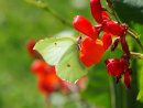 Brimstone Butterfly