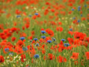 Poppies and Cornflowers