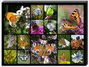 A3 Butterfly Collage-2