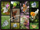 A3 Chiltern Butterfly Collage-1