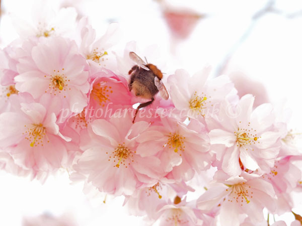 Bumble on Blossom