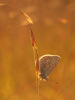 Butterfly Dreams