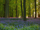 Bluebell Sundown