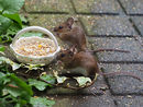 Two Woodmice at Tea