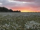 Ox Eye Daisy Sun Glow