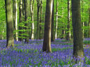 Bluebells and tree Trunks