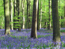 Bluebells and Beech Trees in April