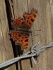 Comma on a Fence