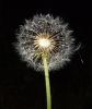 Dandelion Silk