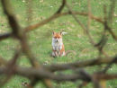Mr Fox in Frame