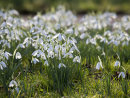 Snowdrops Galore