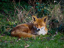 Lovely Fox in Garden