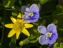 Celandine and Bird's Eye Speedwell
