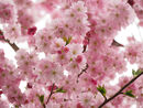 Pink Blossom