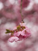 Portrait of Prunus Blossom