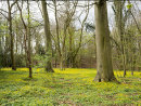 Celandine Woodland