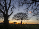 Sunset Oak Silhouette