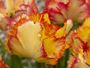 Caribbean Parrot Tulip
