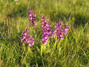 Green-winged Orchids