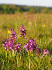 Green-winged Orchids Portrait