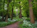 Path through the Wild Garlic