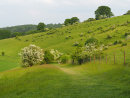 Hawthorns on the Icknield Way