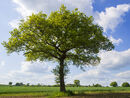 Lone Oak Tree in Spring