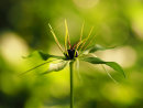 Herb Paris