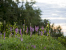 Fragrant Orchids at Dusk