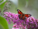 Peacock Butterfly