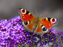Peacock Butterfly