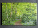 Enchanted Woodland