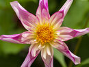 Dahlia Fancy Pants