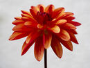 Dahlia "Crazy Legs"