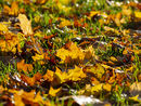 Autumn leaves in low sun