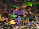 Amethyist Deceiver Amethyist Deceiver fungus
