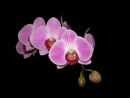 Phalaenopsis Orchid canvas