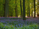 Ringshall; Bluebells at Sundown