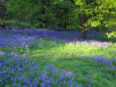 Bluebells on a Grassy Bank